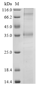 Observed band size: Monomer: 37 kDa Dimer: 74 kDa<br />It is speculated that the protein forms a dimeric structure.<br />(Tris-Glycine gel) Discontinuous SDS-PAGE (reduced) with 5% enrichment gel and 15% separation gel. Boiling SDS-treated samples may result in membrane protein aggregation. Incubation at 37 centigrade for 10 min is an effective alternative.